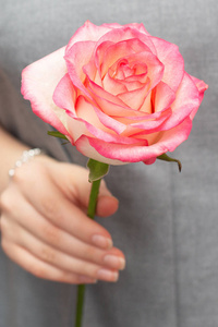 一朵粉红色的玫瑰在女孩手中。 漂亮的手。 送给你心爱的人的礼物。