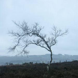 美丽的喜怒无常的冬季景观形象，在英格兰的高峰地区的骨骼树对抗戏剧性的黑暗天空