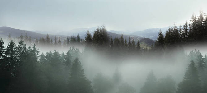 雾中的杉林，风景如画的山景