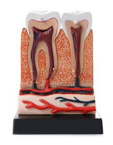彩色背景下牙齿颌段教育模型