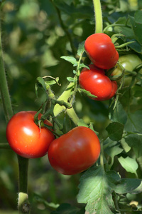 红熟绿未熟番茄在花园中的枝