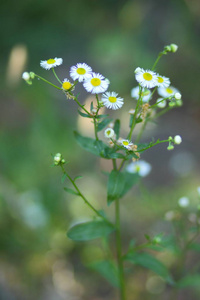 田野里的白色小花。 模糊背景上的白色雏菊。 春天的白色花朵