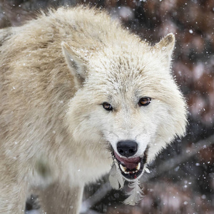 愤怒的野狼，在冬天的自然栖息地有羽毛