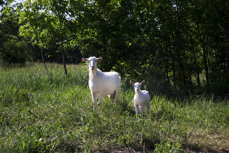 两只白山羊，小山羊和成年山羊，夏季在草地上放牧