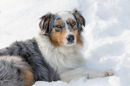 澳大利亚牧羊犬，澳大利亚牧羊犬，雪上牧羊犬