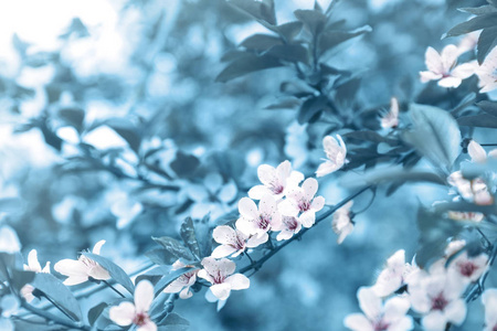 美丽的树枝开着花。 蓝色色调
