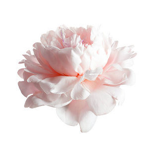白色背景的美丽的粉红色牡丹花