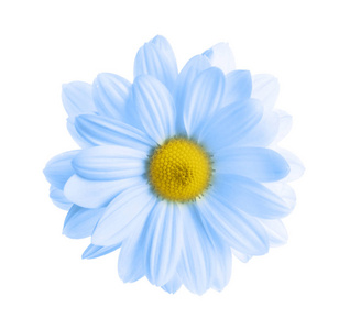 白色背景上的美丽的蓝色菊花