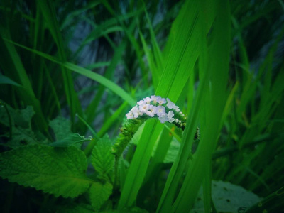 有绿叶背景的小花