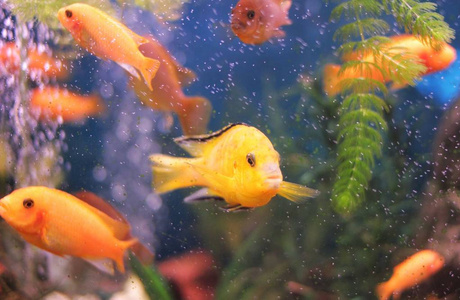 珊瑚礁, 水中的鱼, 红色, 金色的鱼照片