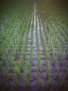 稻田模式背景