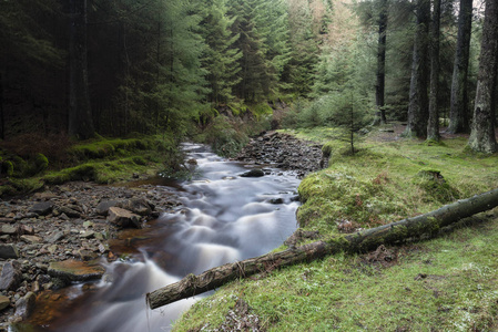 英国山顶区小溪蜿蜒流过松树的美丽的戏剧性景观形象
