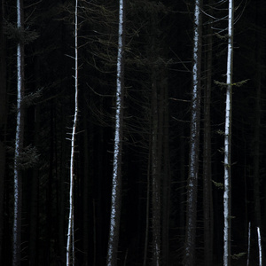 英国山顶区冬季森林景观的美丽的美术景观形象