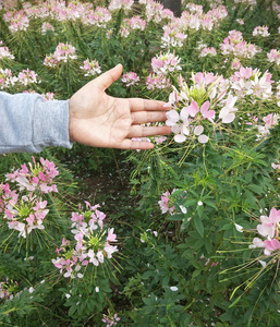 花园里的花