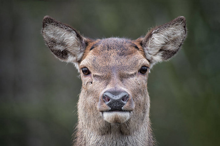 一只红鹿向前凝视镜头的非常接近的图像。 这是只有头部和耳朵的照片