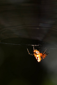 蜘蛛建立纤维，保持捕获食物。