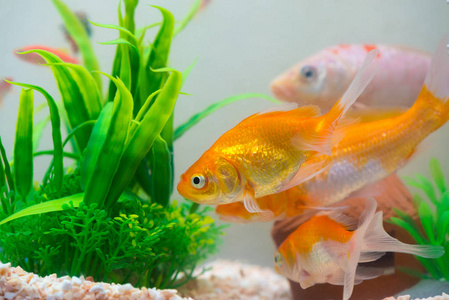 鱼缸或水族馆中的小鱼金鱼金鱼和红鱼花式鲤鱼，具有绿色植物的水下生活理念。