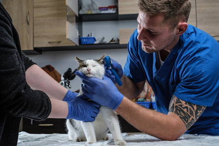 在兽医诊所用耳镜检查猫耳感染的男性兽医