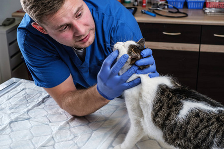 兽医检查猫的牙齿和嘴巴在兽医诊所