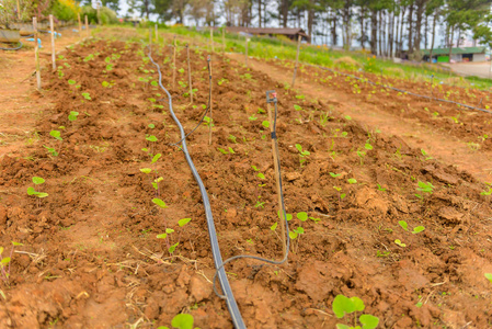 泰国自动滴灌系统种植