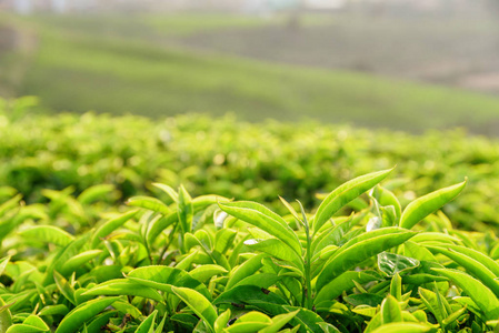 茶树上美丽的年轻上鲜亮绿茶叶的特写。 风景优美的茶丛在背景中是可见的。