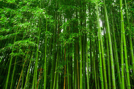 竹子纹理美丽的竹子纹理背景. 来自丛林的绿色亚洲植物.照片