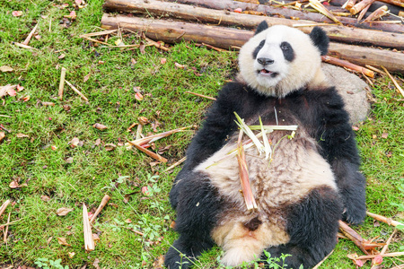 可爱的大熊猫早餐后躺在绿草上。 有趣的熊猫熊。 神奇的野生动物。