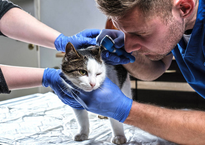 在兽医诊所用耳镜检查猫耳感染的男性兽医