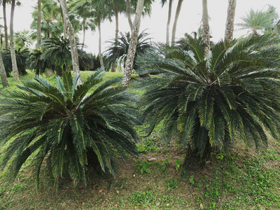 花园里的观赏植物