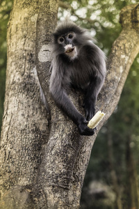 还有灰色的叶猴，在树上吃长尾巴的猴子