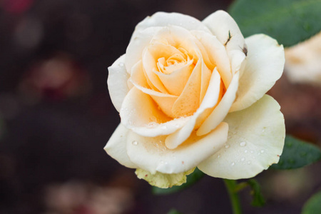 花园里的白色玫瑰花