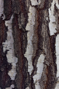 古老的桦树树干纹理