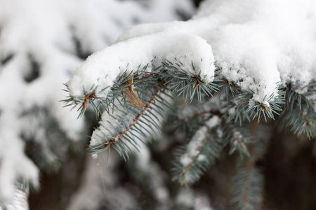 雪下的一支蓝云杉