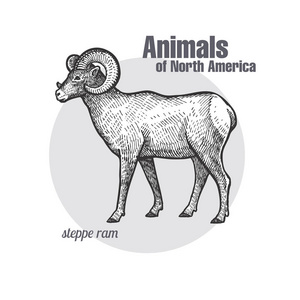 草原公羊手绘。 北美系列动物。 老式雕刻风格。 矢量插图艺术。 黑白的。 自然主义素描的对象。