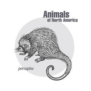 黑白的. 自然主义素描的对象.照片