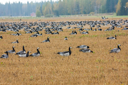 一大群藤壶鹅，布兰塔白兰，坐在一片田野上，飞在上面。 鸟类正准备向南迁徙。 2018年10月芬兰