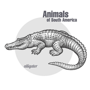 凯曼手绘。 南美洲动物系列。 老式雕刻风格。 矢量插图艺术。 黑白的。 自然主义素描的对象。