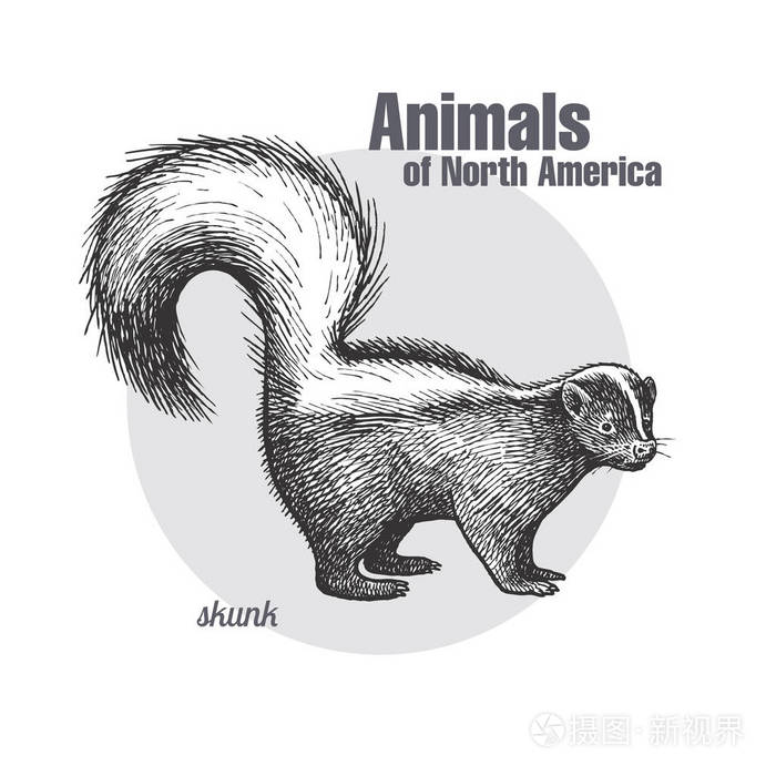 插画 臭鼬. 野生动物的手绘. 北美系列动物. 老式雕刻风格.