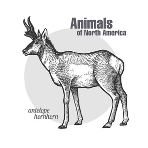 叉角羚羊。 野生动物的手绘。 北美系列动物。 老式雕刻风格。 矢量插图艺术。 黑白的。 自然主义素描的孤立对象。