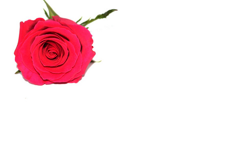 一朵红玫瑰，有一个大的花蕾。 玫瑰在白色的背景上。