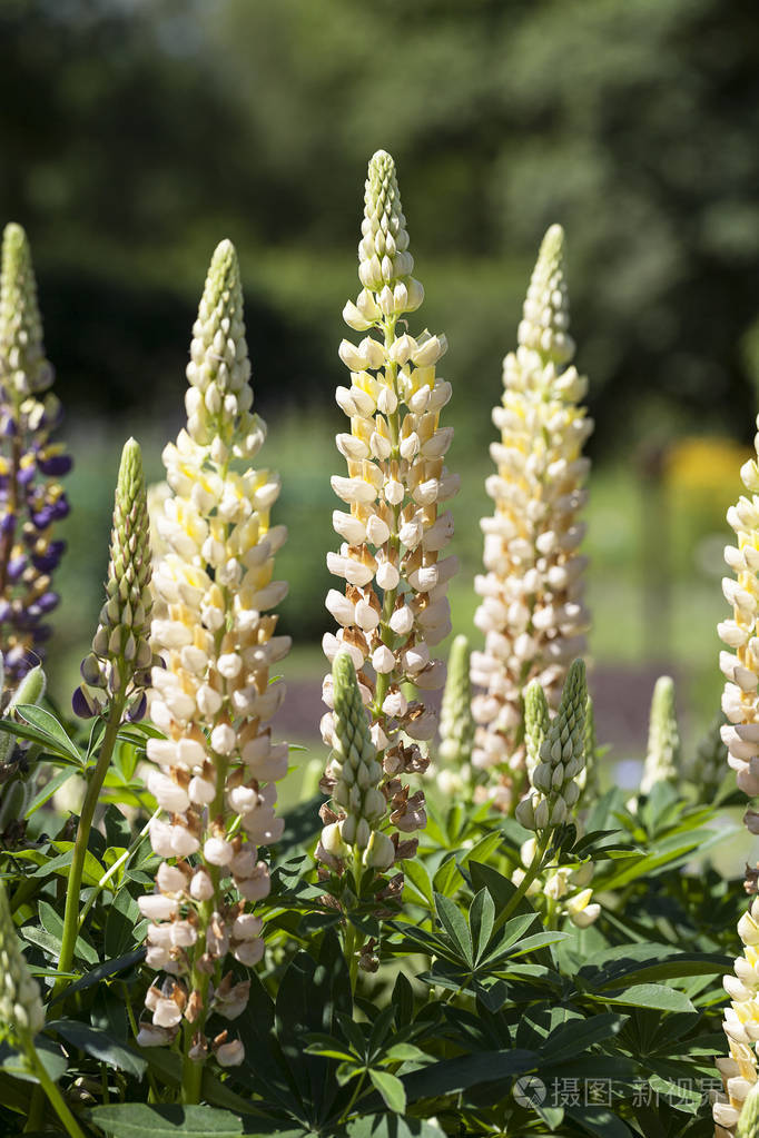 羽扇豆黄的花开在花园里. 它是豆科开花植物的一个属