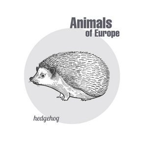 刺猬手绘。 欧洲系列动物。 老式雕刻风格。 矢量艺术插图。 白色背景上的黑色图形隔离。 自然素描的对象。 野生动物的目标。