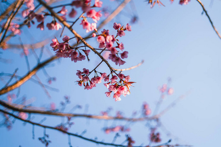 春暖花开，春暖花开