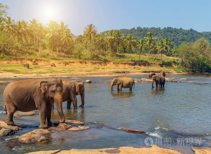 日落家庭亚洲大象热带夏季锡兰河斯里兰卡