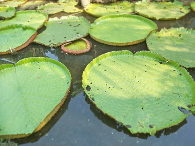 图案绿色荷叶照片