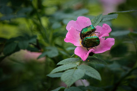 两个绿色金属甲虫欧洲玫瑰查弗特写镜头, 西托尼亚极光在白色的小花上爬行