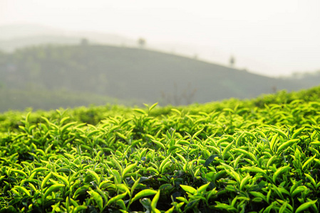 令人惊叹的年轻上鲜亮绿茶叶在茶园傍晚。 风景优美的乡村景观。