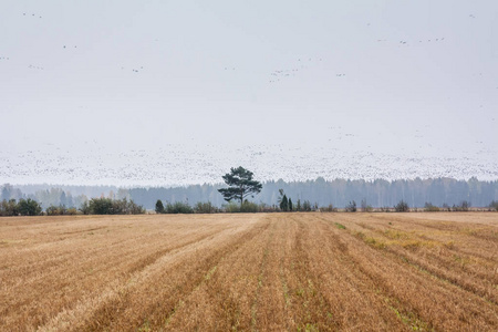 一群天鹅在森林背景下的田野上栖息，一群藤壶的鹅群在它们上方飞行。 鸟类正准备向南迁徙。 2018年10月芬兰。