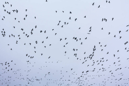 一大群藤壶鹅鹅在天空中飞翔。 鸟类正准备向南迁徙。 2018年10月芬兰