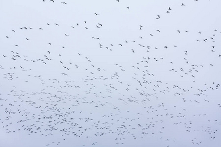 一大群藤壶鹅鹅在天空中飞翔。 鸟类正准备向南迁徙。 2018年10月芬兰